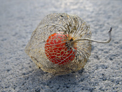 jonnovstheinternet:  Life within death. Physalis alkekengi, or the Chinese/Japanese Lantern, blooms during Winter and dries during Spring. Once it is dried, the bright red fruit is seen. The outer cover is a thin mesh that held the flower petals, seen