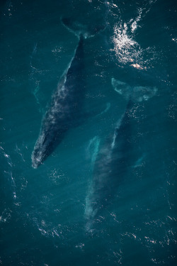 phototoartguy:  A pair of humpback Photo (3) photoline.ru @photoline.ru 