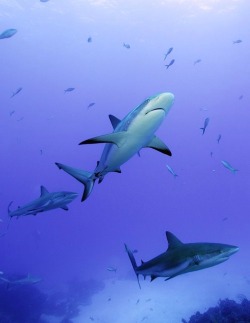  Reef sharks swim clear waters of the Bahamas by Neil Hammerschlag   
