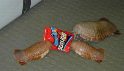 fidefortitude:  mysteryprof:  girlatsunrise:  sebuttstian:  merksmirs:  paulyoptosaurus:  accio-avengers:  wollipyos:  asexuals:  What are those?  Those are Doritos.  seriously though, what the fuck are those?!  doritos. its an old bag design i know. 