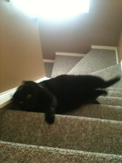 sossyponts:  my cat was fucking around on the stairs i told him he was going to fall but he didn’t listen and fell down the stairs 
