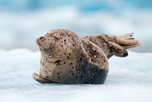 Alaska seal what do mean
