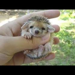 If I ever get to the stage where I can work just one job 40 hours a week - no more 70 plus hours - I think I&rsquo;ll treat myself to a Pygmy Hedgehog. I love them! I&rsquo;ve never bought a pet for myself. I&rsquo;ve bought them for my wife, my kids,
