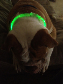 Kelso in his glowstick collar