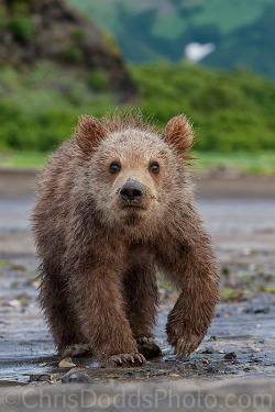magicalnaturetour:   “Cub of HEARTS” by Christopher Dodds :)