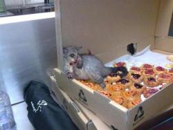 flextrovert:gnometeeth:  A possum broke into an Australian bakery and ate so many pastries it couldn’t move. This is how they found him.  I live for this post  &ldquo;Do what you must, for I have already won.&rdquo; 