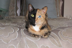 Two face cat
