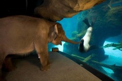ablipintime:  imgoverdose:  The animal handlers at the oregon zoo took chendra around to meet some of the other animals one day before the zoo opened. the sea lions were her favorite!   That is the happiest fucking elephant ever shit. 