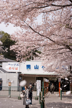 ileu:  7647 : Sakura-Fubuki by sakura_chihaya+ on Flickr. 