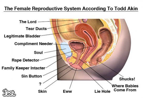 Female reproductive system anatomy and vagina