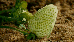 d0gmilk:  kaylaxkins:   This just shows that something once “ugly” can turn beautiful. Life changes.People change.   its a fucking strawberry  goddamn i hate it when people comment stuff like the meaning of life  