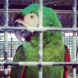 Tweet tweet lol #birdie #parrot  (Taken with Instagram)