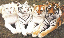 wizlaqueefa:  ifyouwanttobeheard:  singlovely:  my new favorite picture on tumblr omfg. tigers are my favorite ever.  someone needs to stop messing with the saturation/contrast in these tigers jesus christ they’re probably so confused  news flash there