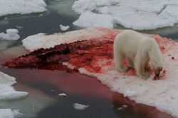hungary-hippos:  wtfced:  african-fairy:  donnaseesalighthouse:  cartelprincess:  nigga wut  He just ethered an alligator  man polar bears can do this shit but i cant eat chicken? wheres a vegan, you better tell that bear hes an asshole or imma be pissed
