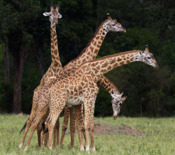 theanimalblog:  Four giraffes look almost like a four-headed beast as they fight for dominance in a clearing in the Masai Mara reserve in Kenya Picture: Paul Mckenzie / Barcroft Media