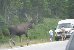  holy sweet shit thats a big moose :o
