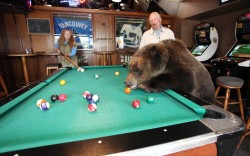allcreatures:  allcreatures: Mark and Dawn Dumas play pool with their real-life teddy bear in the form of 18-month-old grizzly bear Billy near Vancouver, Canada. Animal handler Mark has been teaching Billy a variety of complex behaviours to perform on