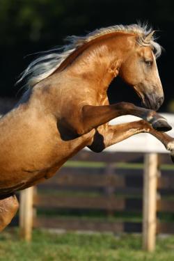 animalgazing:  ~Play Time~ Photo by Bob Langrish This beautiful horse is named Ivory Pal  A beautiful horse indeed &lt;3