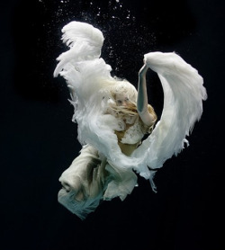 showslow:  Underwater Photobraphy by Zena Holloway, Swan Song. Watch the Video on Youtube. 