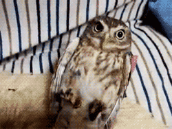 fat-birds:  Rocking Owl. 