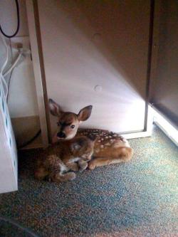  A 3 day old fawn and a 3 weeks old bobcat kitten take shelter together after the santa barbara wildfire in 2009. 