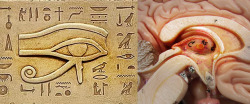 surrealmagicalism:  The ancient Egyptian symbol Wadjet (the Eye of Horus) means god/goddess and bears a striking resemblance to the anatomy of the pineal gland and brainstem. It has been postulated that “near-death experiences” are caused by a massive