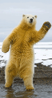 theanimalblog:  Dancing bear dancing! - Submitted by: juliaheffernan 