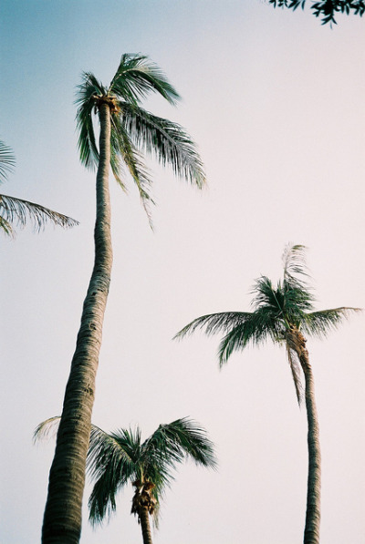 Tropical palm trees