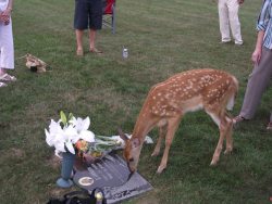 fluoxetine-eq:  kitty-me-ow:  i-eviscerate:  A memorial was being held for a young girl who passed away five years ago. During the service, a wild doe walked up and did this.   Reincarnation  Since I’ve read this is believe in reincarnation. This is
