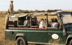 theanimalblog:  A tour group got the shock of their lives when a cheetah climbed on top of their Land Rover, while on safari in the Masai Mara, southwest Kenya. Once the tourists had gotten over the initial shock of a large, wild cat sat above them with