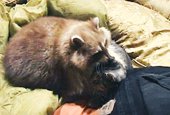 lenuadoresit:  spookygoon:  lostincape-town:  kdoubt:   This raccoon never left the side of a cat who was dying of a tumor. The cat was comforted for the final hours of her life by her long time friend. -Hold the ones you cherish   This literally just