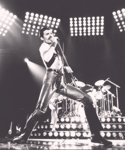 fmercurys:  17/100 pics of Freddie Mercury 