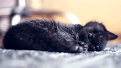     If you’re having a bad day, just watch this sleeping kitten.  Its tiny black nose, its little cushioned black jellybean toes, the halo of silver moonlight hairs on the silky black fur.  MY COMPUTER SCREWED UP AND THE GIF STOPPED AND I GOT WORRIED