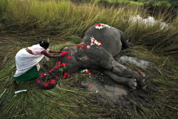 sol-medialuna:  A villager offers flowers to a female adult elephant lying dead on a paddy field in Panbari village.  😿