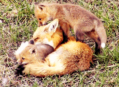 disgustinganimals:  neolutionist:   Fox kits annoying their mother.   Fox mother imagining baby foxes being loaded onto a trebuchet. 