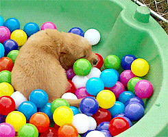 lewiscrouton:  sunsdown:  THIS IS SO CUTE OH MY GOSH IT’S SO HAPPY AND THERE ARE SO MANY BALLS TO CHOOSE FROM AND THEN IN THE END IT’S JUST SO OVERWHELMED WITH HAPPINESS IT HAS TO LEAVE  Did he get an extra hour? 