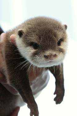 dailyotter:  Otter Pup Hangs Out in Hoomin’s Hands Via Beginners’ Blog Otter