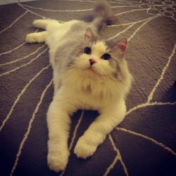 catwhiskers13:  @catsofinstagram @catsofinsta #pet #catsofinstagram #cute #cat #animal #plushtoy #fluffy #kitties #ragamuffin @maximus #love #pets #householdpet  (Taken with Instagram)  Looks adorable.