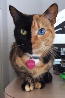 laytonsaloser:  This cat is what’s called a Chimera or a Chimaera.  Though rare, it’s not unheard of to have an organism (usually an animal) to be composed of two or more sets of DNA.  This particular cat shows this perfectly with her distinct differences