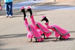 lackyannie:  greenandpurplesharpies:  So I just found out that there is an annual event in Australia where people dress up ducks in fancy clothes, called the Pied Piper Duck Show.  It’s a serious event, apparently. Oh goodness, Australia. Well done.