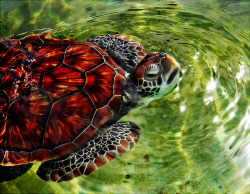 thiscupishalffull:  lunarspeak:  Green Sea Turtle Sources: X X X X These were all taken at the Cayman Turtle Farm  My home..