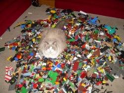 krazycatqueen:  rainbow-firebird:  xezat:  somebody please help this cat  just like there’s people that can walk on hot coal, there’s a cat that can lay over legos  Cats do not abide by our laws