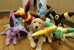 explodingdragons:  michaelceraofpain:  ITS A GOLDEN RETRIEVER PUPPY WITH THE EEVEELUTIONS  IT’S A GOLDEN RETREEVEE. 