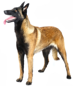 splashstorm:  Belgian Malinois.  These guys are quite awesome. The Belgian Malinois might be similar to German Shepherds, but they&rsquo;re an entire breed of their own.