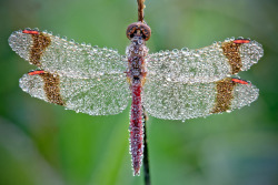 archiemcphee:  Photographer David Chambon has been working on an awesome series of photos featuring insects so thoroughly covered in morning dew, they appear to have been bejeweled.  Visit Colossal to view more examples of David Chambon’s beautiful