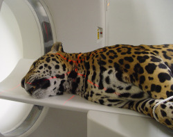 proxic:  tyrades:  perks-of-being-chinese:  pale-blood:  bruised-tulips:  coliders:  illuminators:  salty-dust:  frowl:  lushise:   dumpee:   cawllin:   rectify:   by far one of my favourite pictures on tumblr.   i didn’t know tigers could get MRI’s