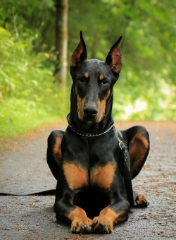 amburrr811:  I want a Doberman so bad  When I&rsquo;m old and I need a great dog to keep me company, whose low maintenance and loves to keep watch and guard, I&rsquo;ll go for this breed.