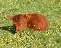 einnea99:  What are cow dreams?  