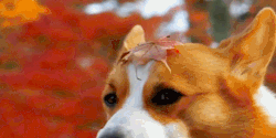 toodeepforyou:  laufeysons:  #this looks like an election ad  a vote for leaf doge is a vote for america 
