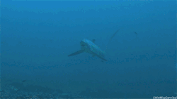 serionsly:  gryblogs:  littlemisscannibal:  Thresher sharks always have this worried look on their face. It’s like they just realized they were late for something important. :3  Oh god. Is my tail too long? I bet my tail’s too long. Oh god, oh god,
